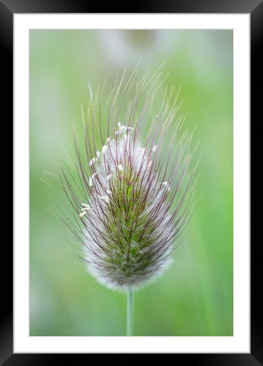 Hare's-tail grass flower head Framed Mounted Print by Kevin Howchin