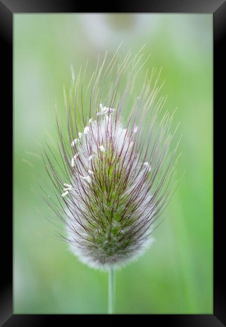 Hare's-tail grass flower head Framed Print by Kevin Howchin