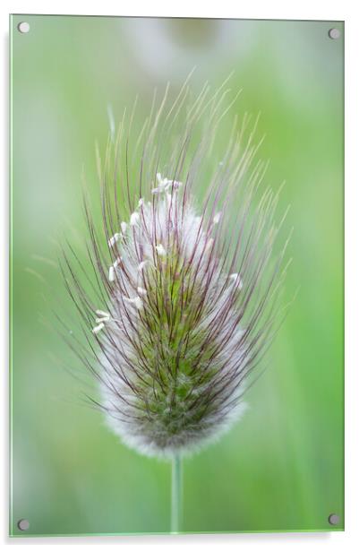 Hare's-tail grass flower head Acrylic by Kevin Howchin