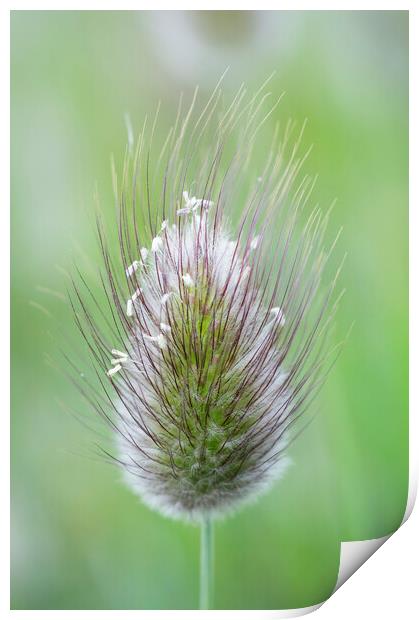 Hare's-tail grass flower head Print by Kevin Howchin