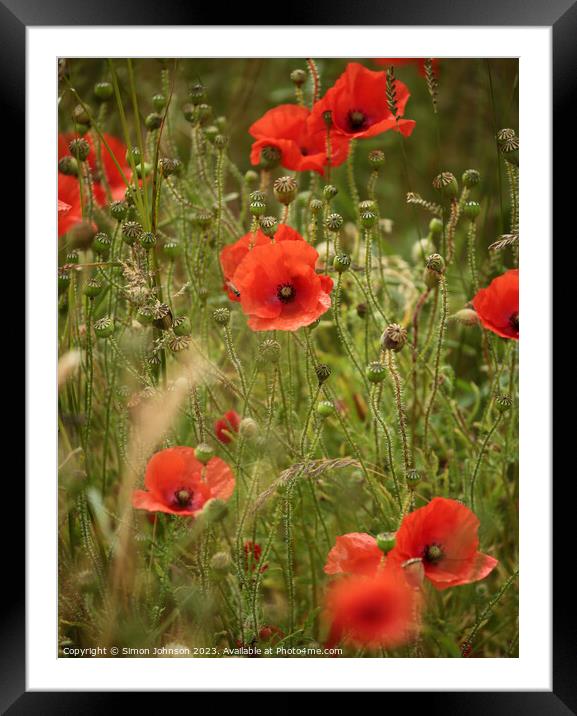 wind blown  poppies Framed Mounted Print by Simon Johnson