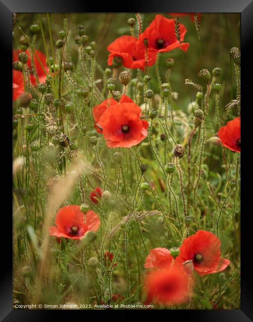 wind blown  poppies Framed Print by Simon Johnson