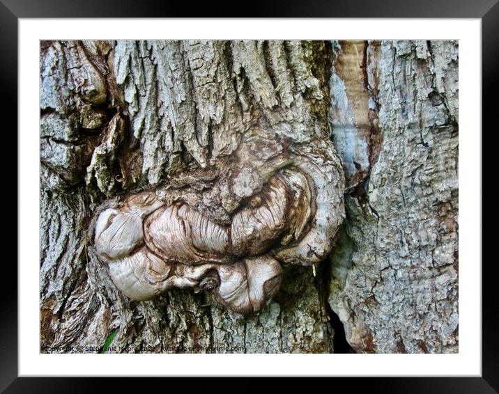 Textured bark Framed Mounted Print by Stephanie Moore
