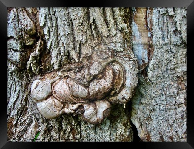 Textured bark Framed Print by Stephanie Moore