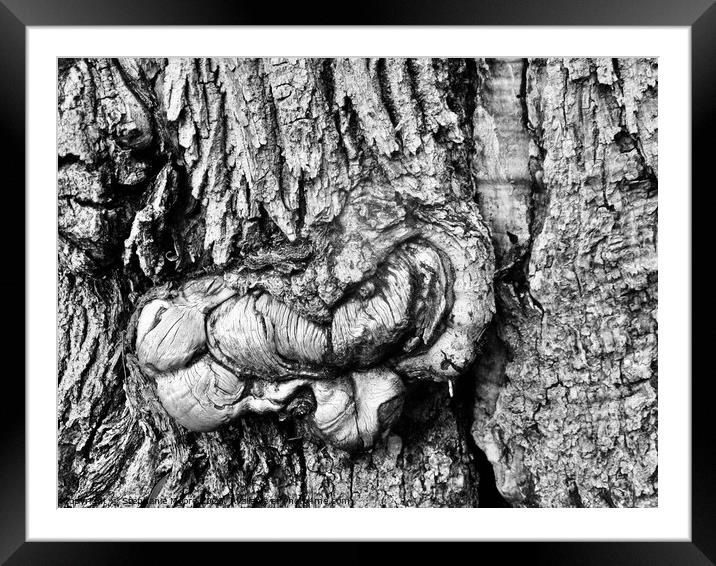 Textured Bark  Framed Mounted Print by Stephanie Moore