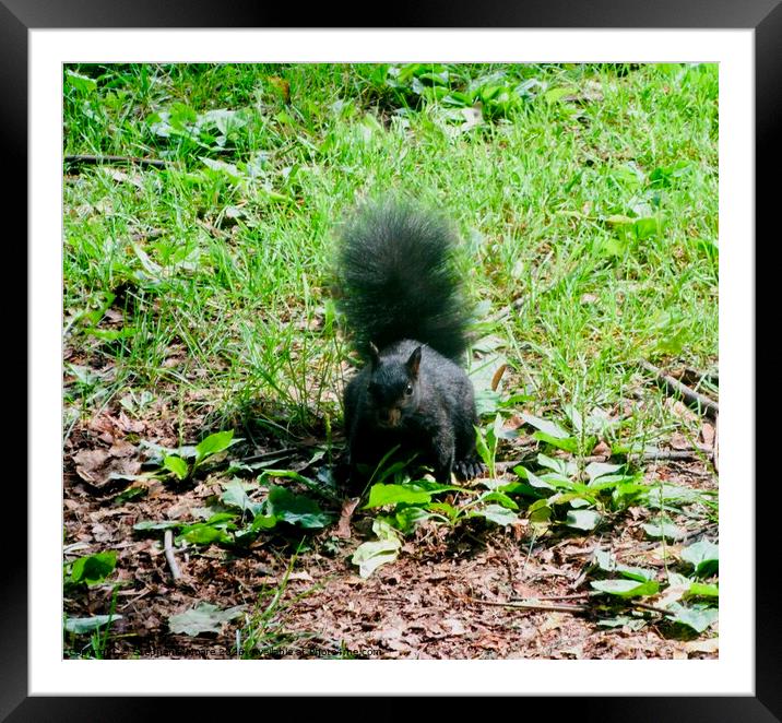 Black Squirrel Framed Mounted Print by Stephanie Moore