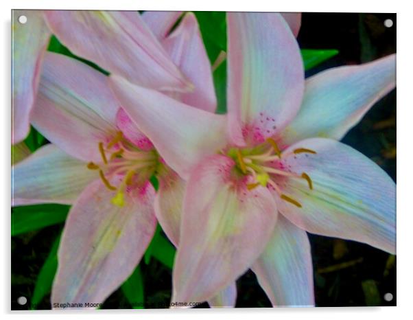 Stargazer Lilies Acrylic by Stephanie Moore