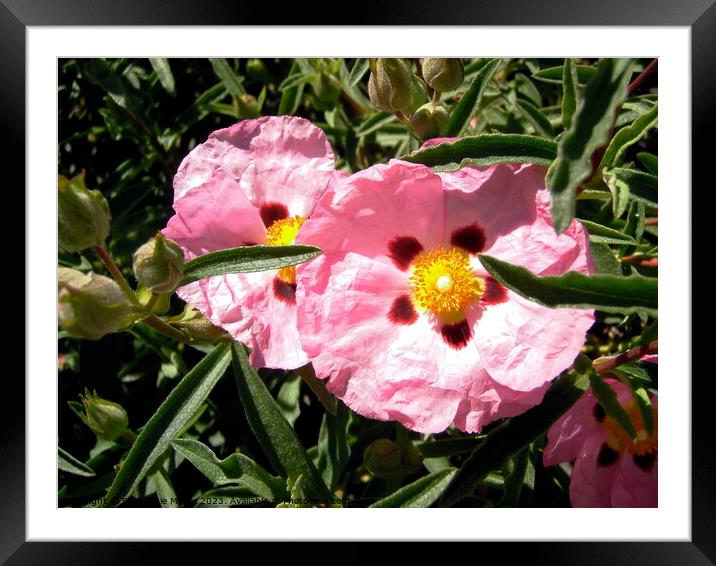 Rose of Sharon Framed Mounted Print by Stephanie Moore