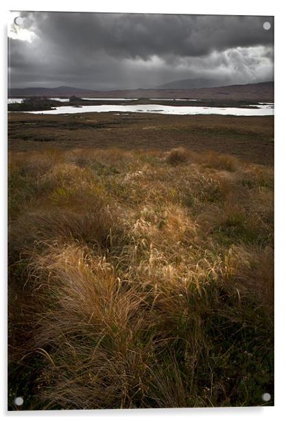 Sunlit grasses on Rannoch Moor Acrylic by Gary Eason