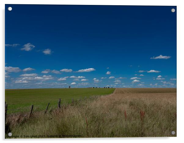 Salisbury Plain  Acrylic by Tom Lloyd