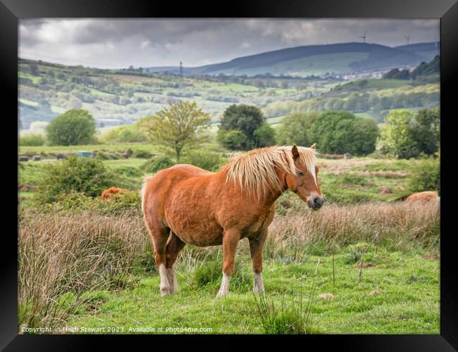 Brown Horse on Llantrisant Common Framed Print by Heidi Stewart