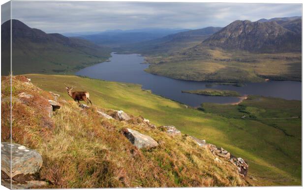 Stag in the Scottish highland mountains Canvas Print by MIKE HUTTON