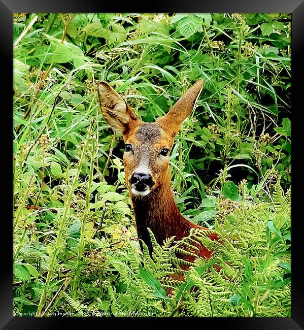 Wild deer Framed Print by craig hopkins