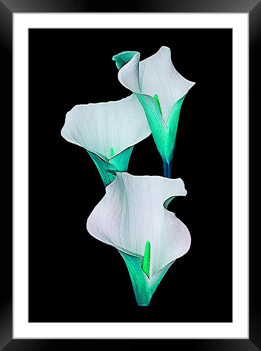 Calla Lily.Turquoise. Framed Mounted Print by paulette hurley
