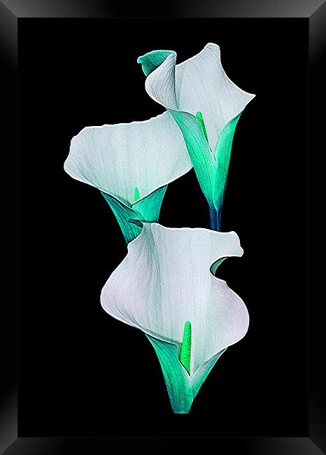 Calla Lily.Turquoise. Framed Print by paulette hurley