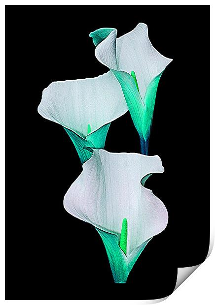 Calla Lily.Turquoise. Print by paulette hurley