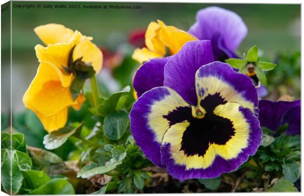 Blue Pansy with black centre Canvas Print by Sally Wallis