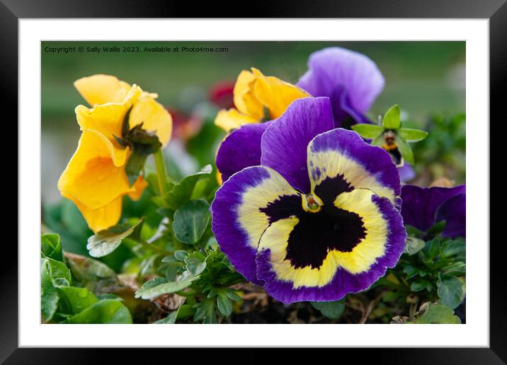 Blue Pansy with black centre Framed Mounted Print by Sally Wallis