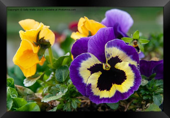 Blue Pansy with black centre Framed Print by Sally Wallis