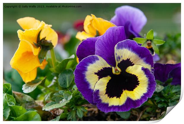 Blue Pansy with black centre Print by Sally Wallis