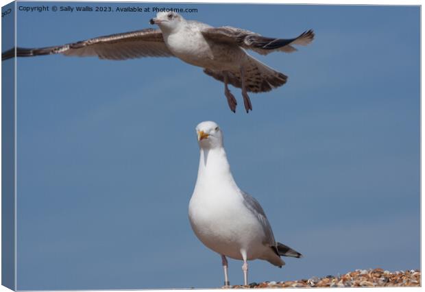 Herring Gull and Seagull Canvas Print by Sally Wallis