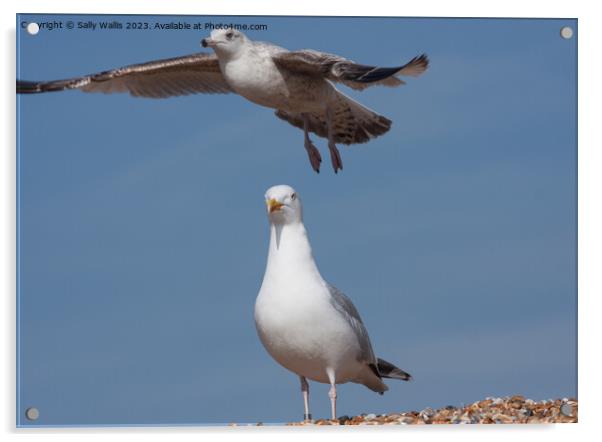 Herring Gull and Seagull Acrylic by Sally Wallis