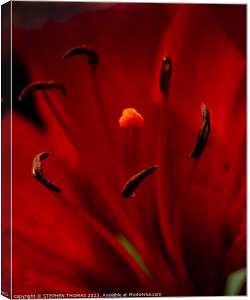 Red Glow Canvas Print by STEPHEN THOMAS
