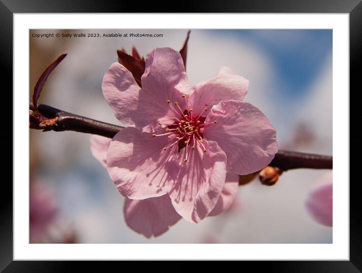 Prunus Blossom Framed Mounted Print by Sally Wallis