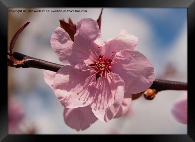 Prunus Blossom Framed Print by Sally Wallis
