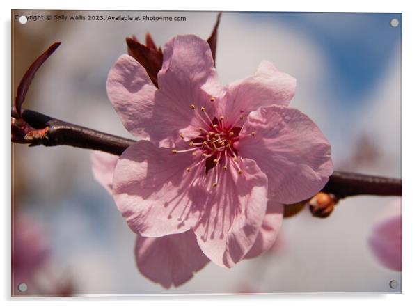Prunus Blossom Acrylic by Sally Wallis