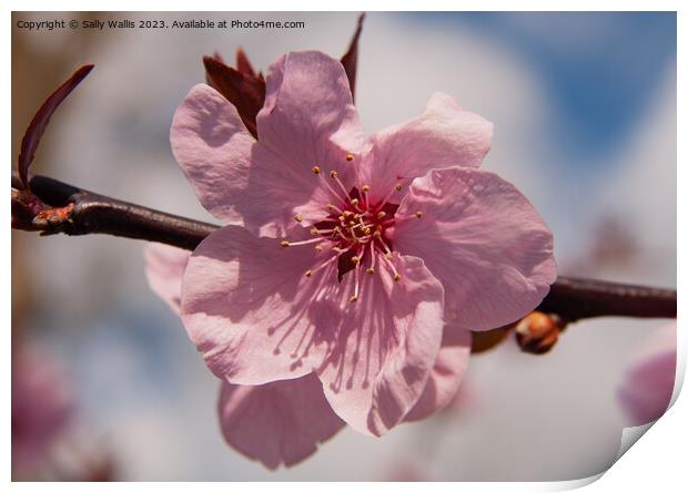 Prunus Blossom Print by Sally Wallis