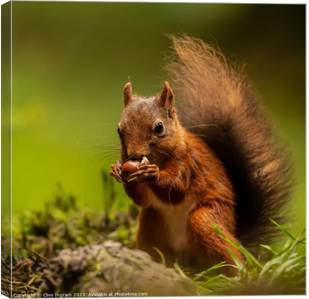 "Enchanting Encounter: A Captivating Squirrel Amid Canvas Print by Clive Ingram
