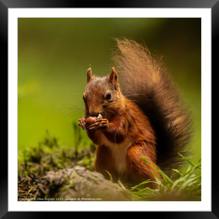 "Enchanting Encounter: A Captivating Squirrel Amid Framed Mounted Print by Clive Ingram