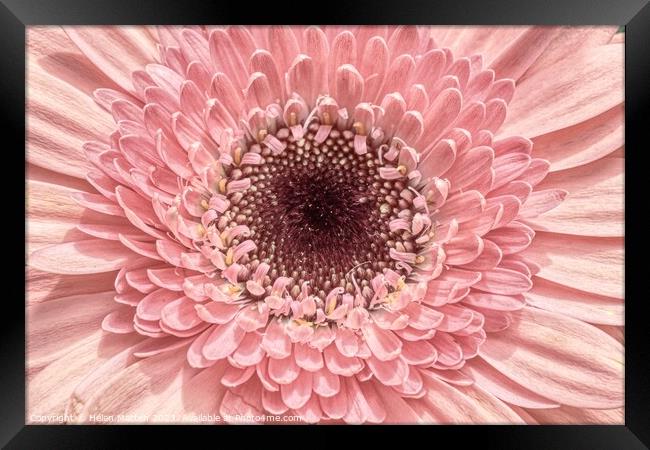 Pastel Pink Gerbera  Framed Print by Helkoryo Photography