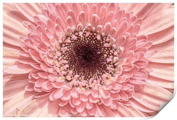 Pastel Pink Gerbera  Print by Helkoryo Photography