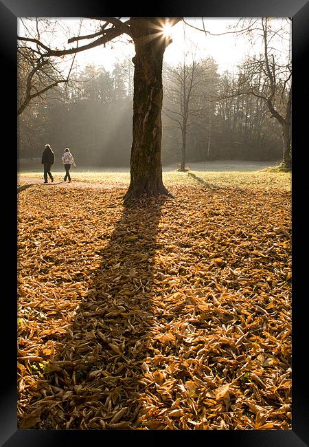 Autumn stroll Framed Print by Ian Middleton