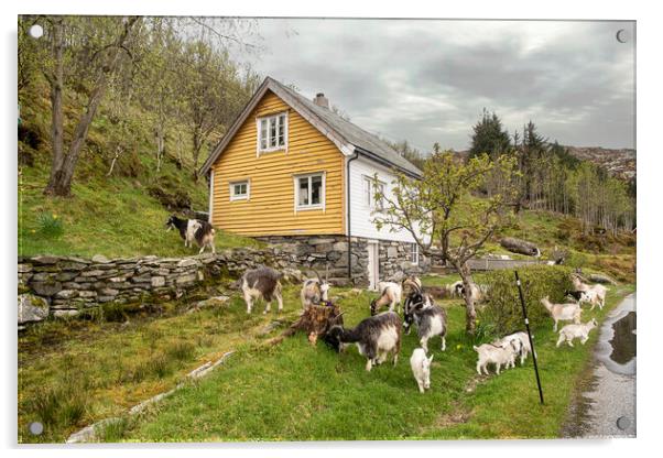 Norway goats Acrylic by kathy white