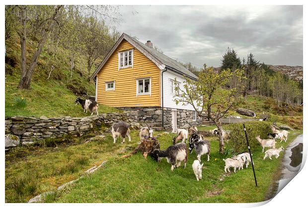 Norway goats Print by kathy white