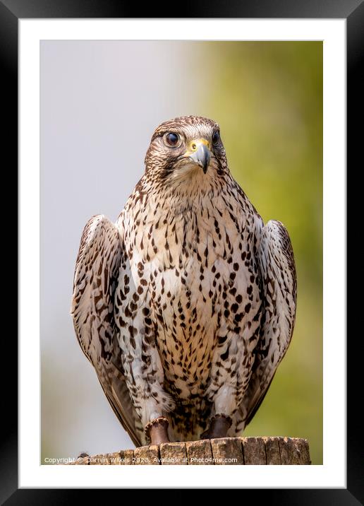 Saker Falcon Framed Mounted Print by Darren Wilkes