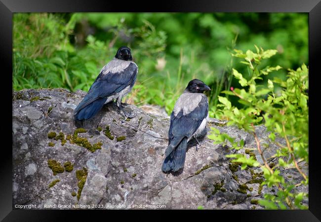  Crow Siblings Framed Print by Randi Grace Nilsberg