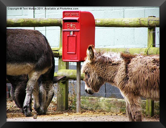 The Donkey's Post Box Framed Print by Terri Waters