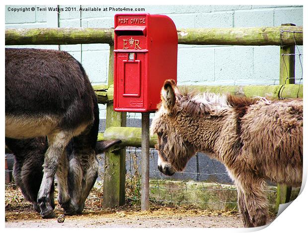 The Donkey's Post Box Print by Terri Waters