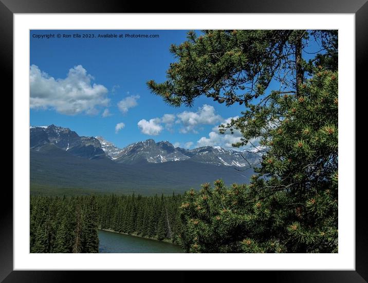 Serene Conifer Embraces Snow-Capped Majesty Framed Mounted Print by Ron Ella