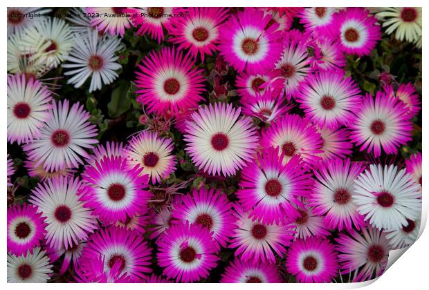 Livingstone Daisies Print by Jim Jones