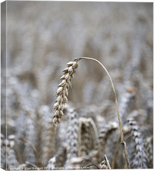 Ripened Barley Canvas Print by Nigel Bangert