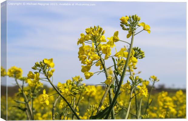 Yellow field of flowering rape and tree against a blue sky with  Canvas Print by Michael Piepgras