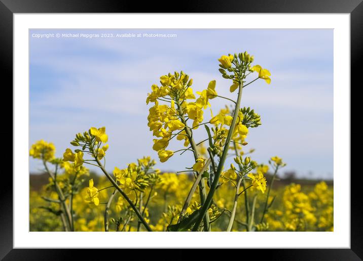 Yellow field of flowering rape and tree against a blue sky with  Framed Mounted Print by Michael Piepgras