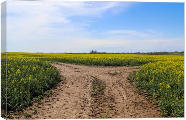 Tire tracks in a yellow field of flowering rape against a blue s Canvas Print by Michael Piepgras