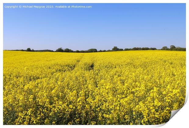 Yellow field of flowering rape and tree against a blue sky with  Print by Michael Piepgras