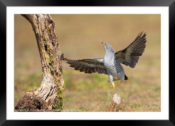 Cuckoo lift off Framed Mounted Print by Steve Grundy